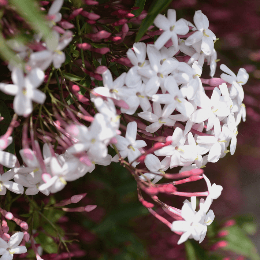 9greenbox pink jasmine plant jasminum polyanthum fragrant 4 pot Pink Jasmine (5 Gal), Jasminum Polyanthum