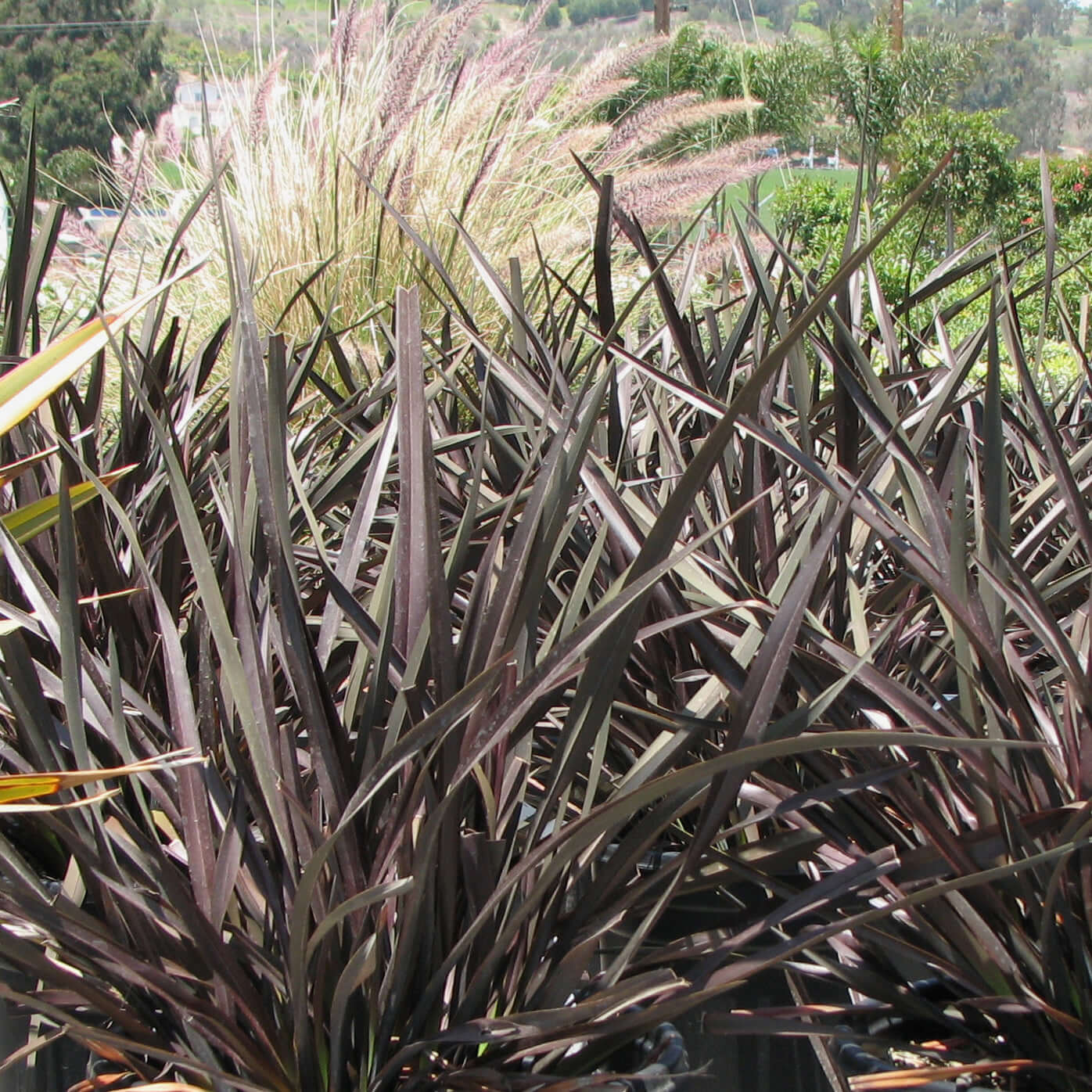 Platt's Black New Zealand Flax (7907991126271)