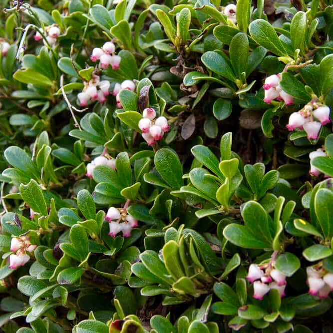 Point Reyes Manzanita (7890186830079)