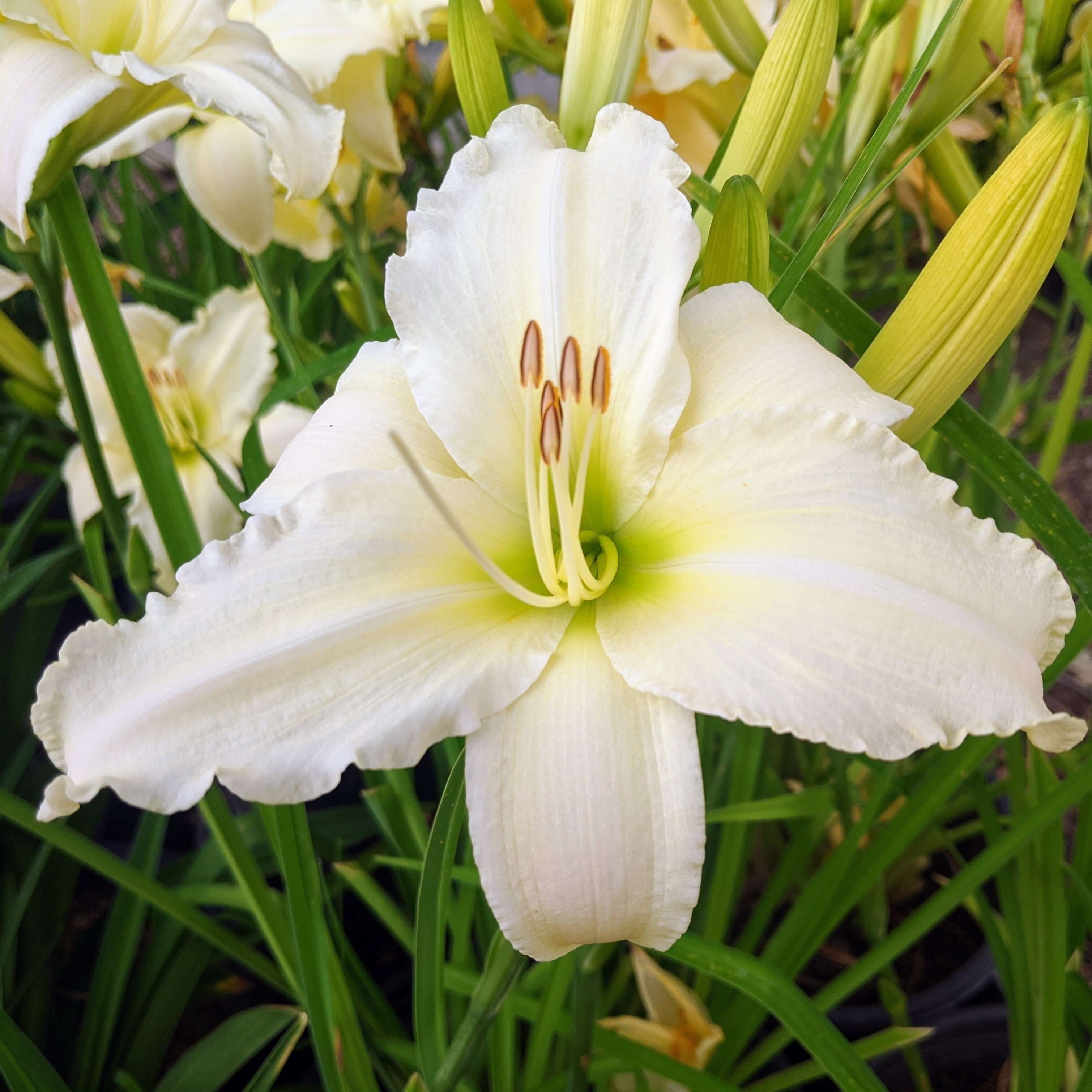 White daylily on sale