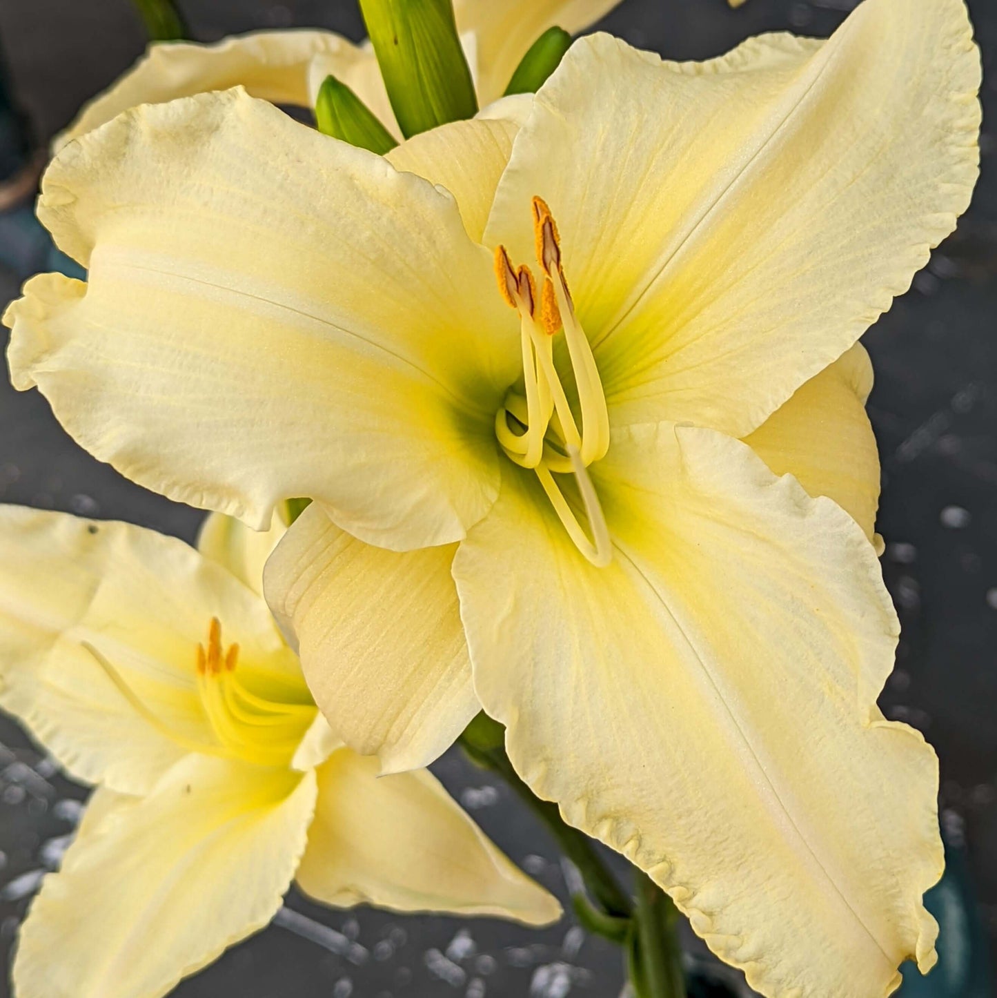 Hemerocallis Polar Vista Daylily (8027754201343)