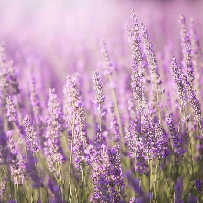 provence lavender plants for sale Provence Lavender 4-Pack (Lavandula x intermedia 'Provence') - 1 Gal