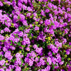 Purple Lantana