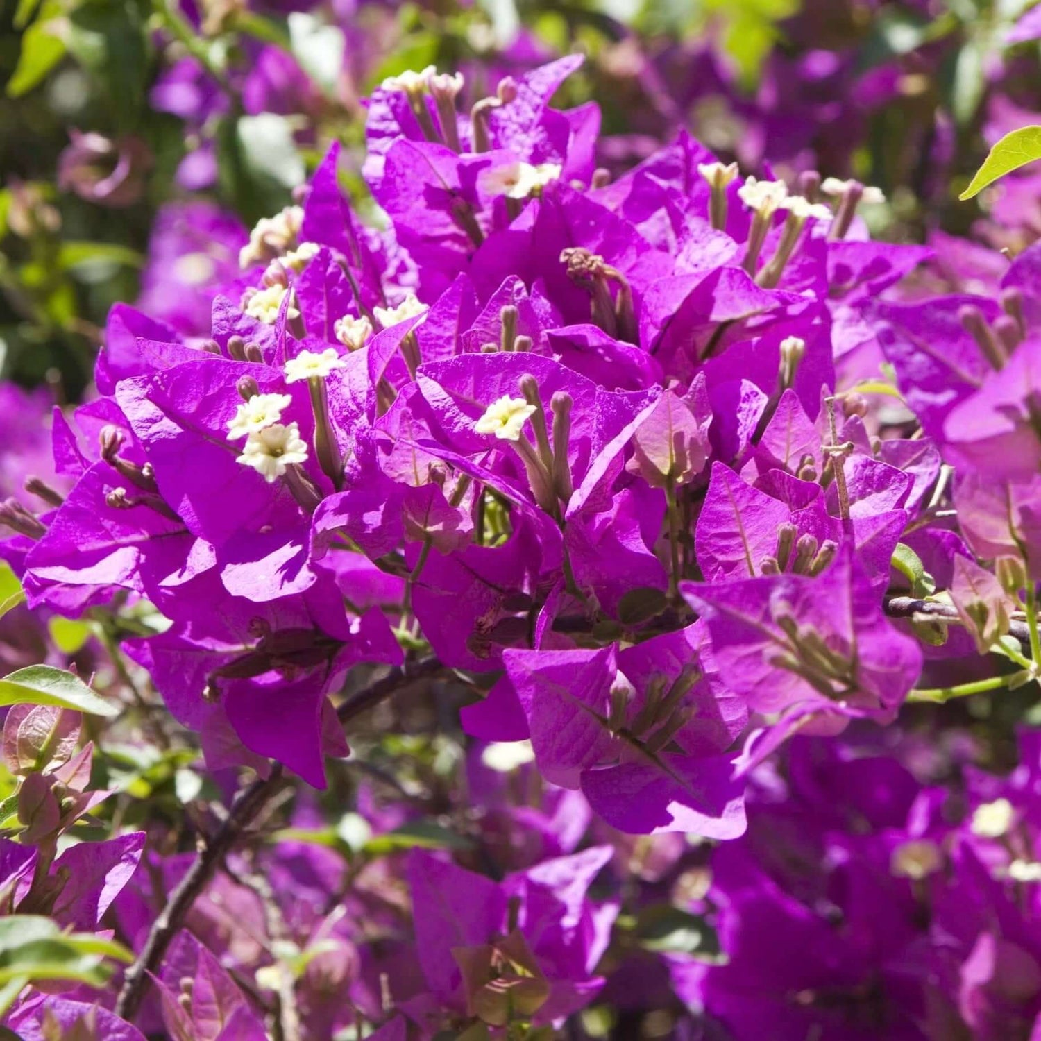 Purple Bougainvillea (7823949496575)