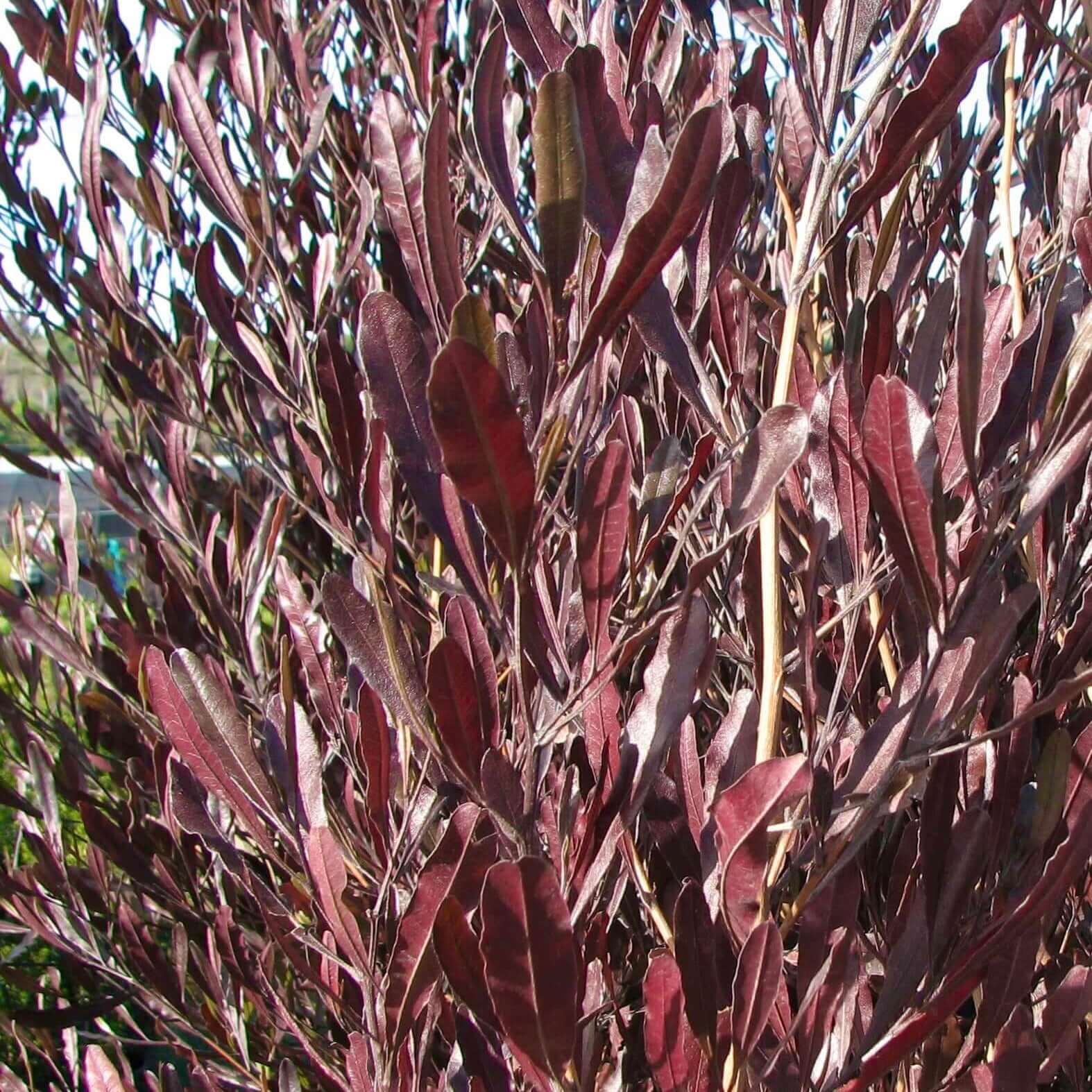 Purple Hopseed Bush (7823950119167)