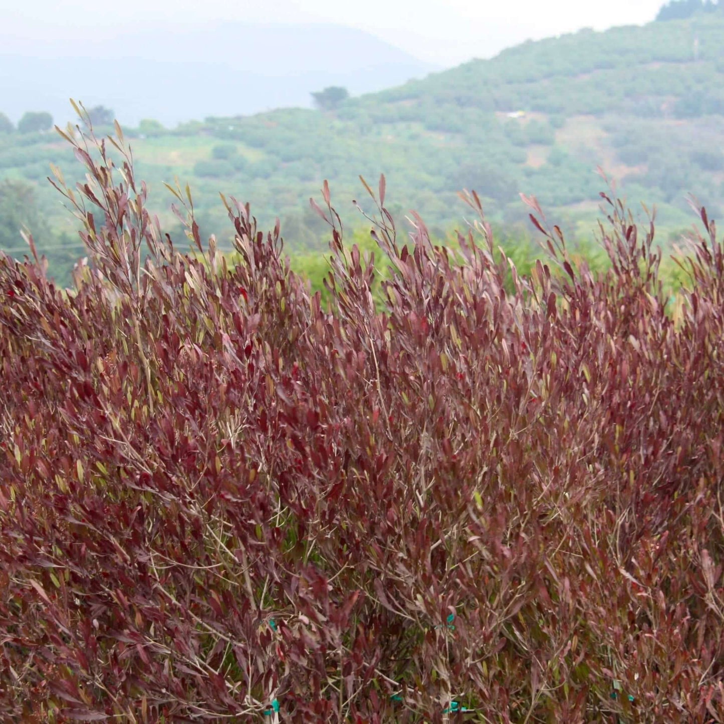 Purple Hopseed Bush (7823950119167)