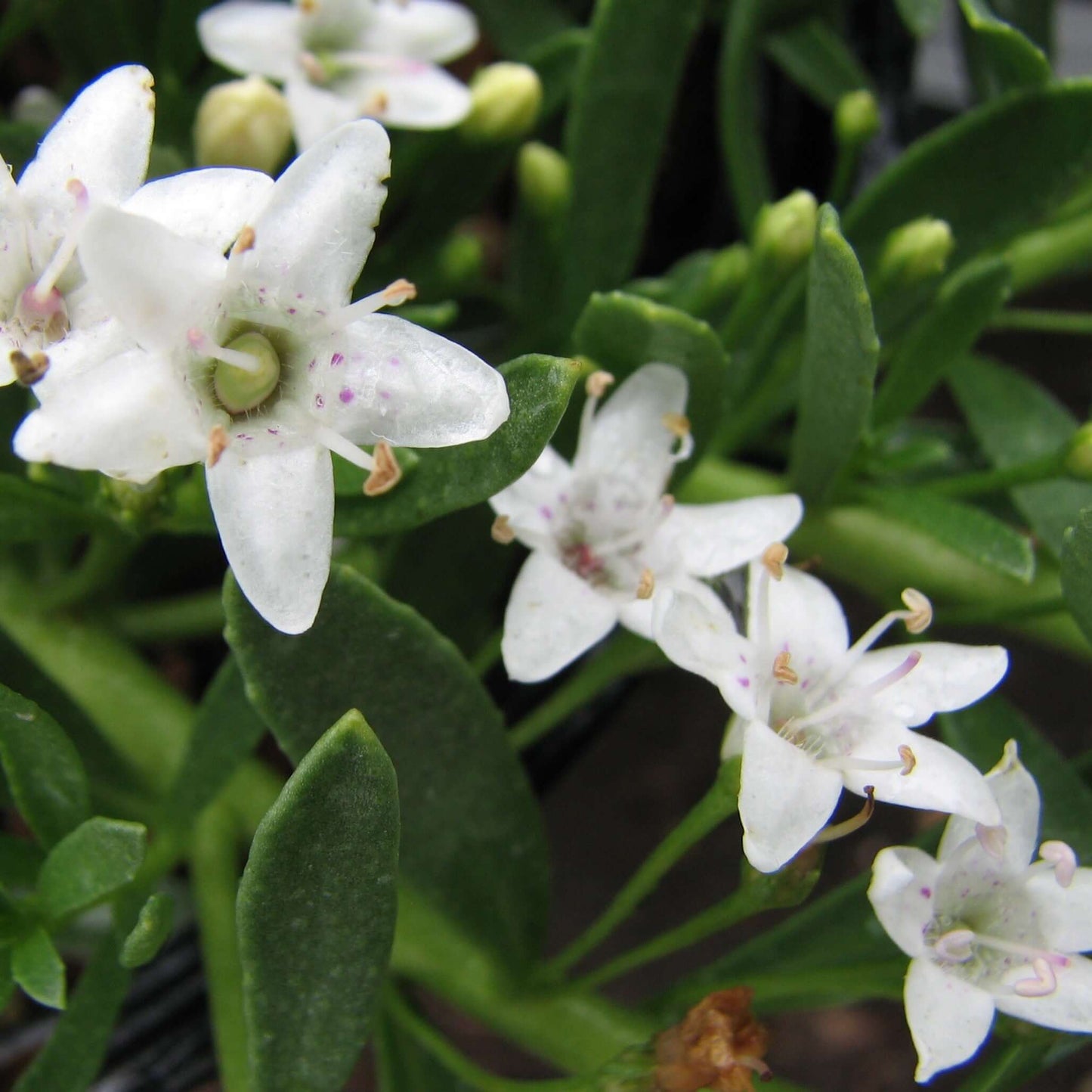 Putah Creek Creeping Myoporum (7909601214719)