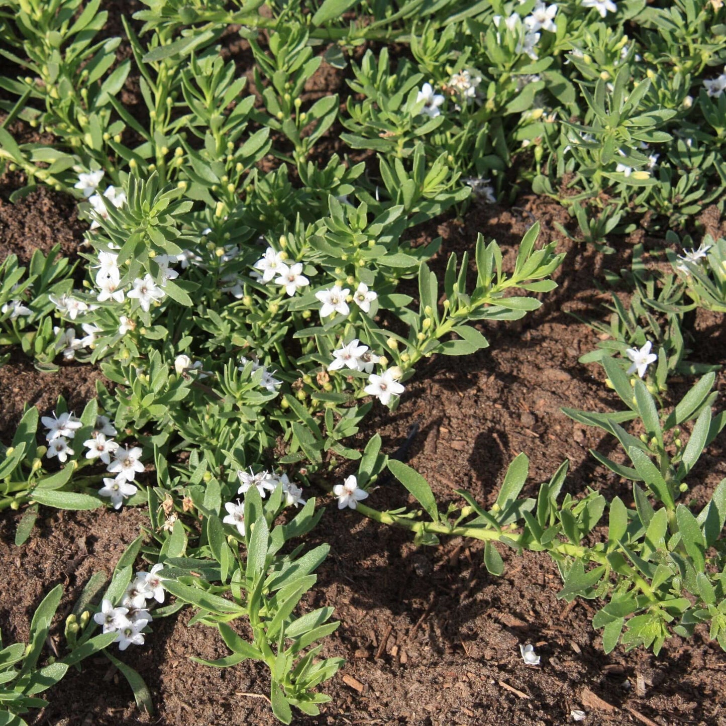 Putah Creek Creeping Myoporum (7909601214719)