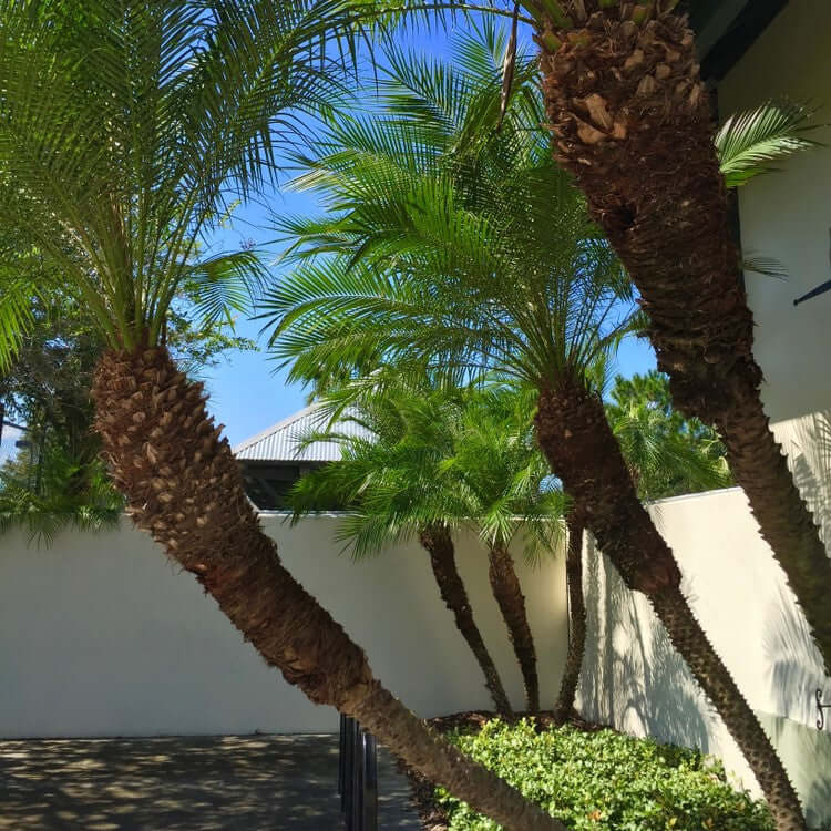palm tree plants for sale near me Pygmy Date Palm - 5 Gallon