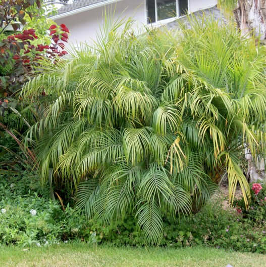 pygmy date palm companion plants Pygmy Date Palm - 5 Gallon