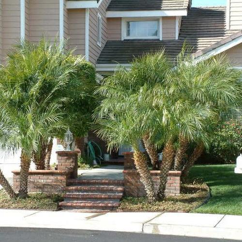 date palm plant price Pygmy Date Palm - 5 Gallon