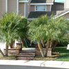 Pygmy Date Palm Tree