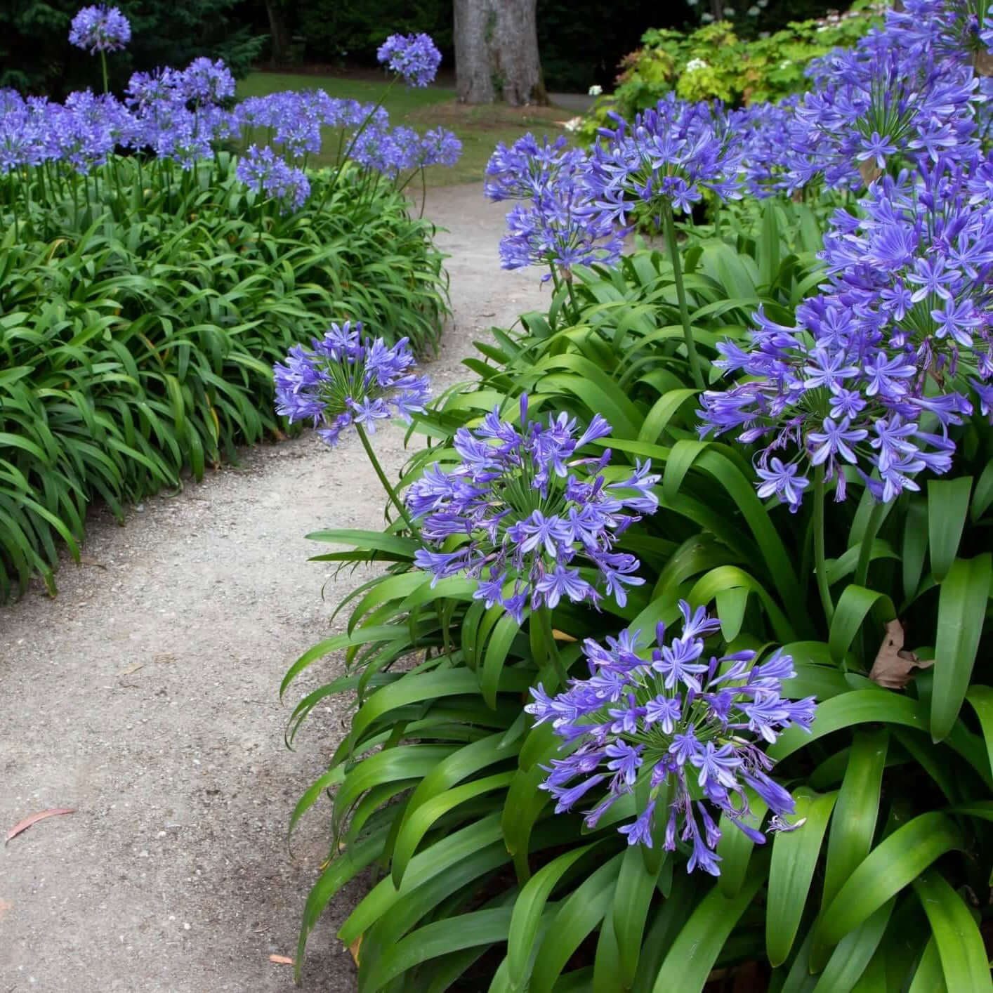 Agapanthus