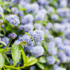 Ceanothus Ray Hartman