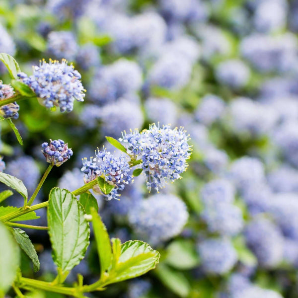 Ray-hartman-california-lilac-