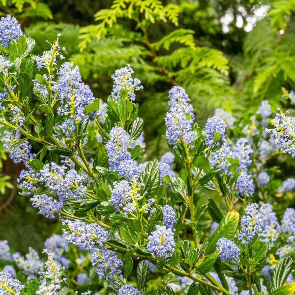 Ray Hartman California Lilac (7823949627647)