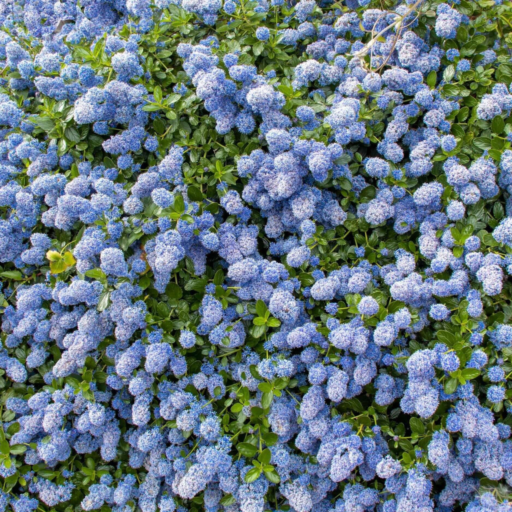 Ray Hartman California Lilac (7823949627647)