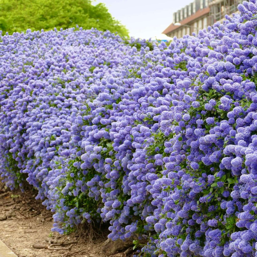 Ray Hartman California Lilac (7823949627647)