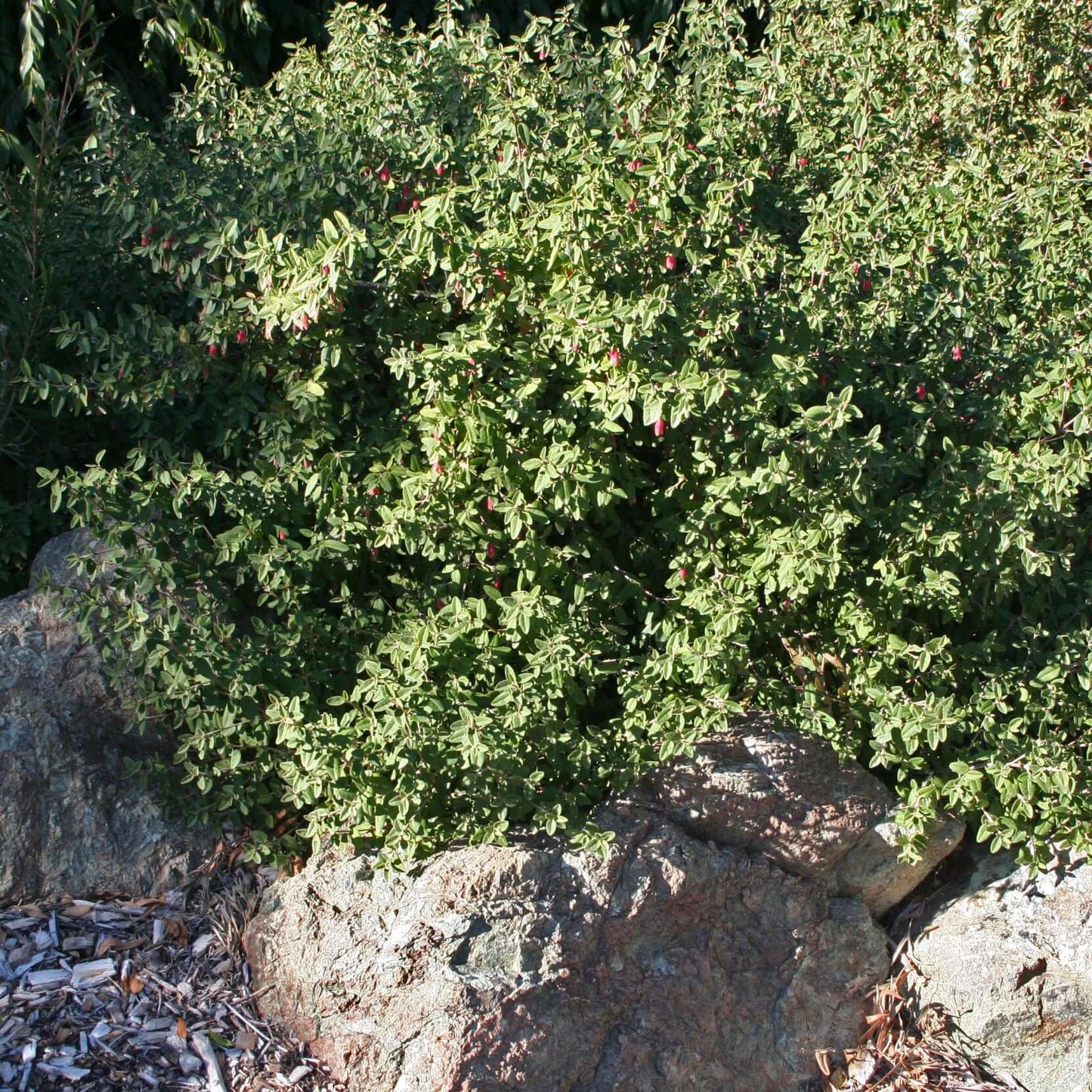 Red Australian Fuchsia (7927859446015)