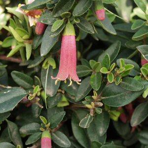 Red Australian Fuchsia (7927859446015)