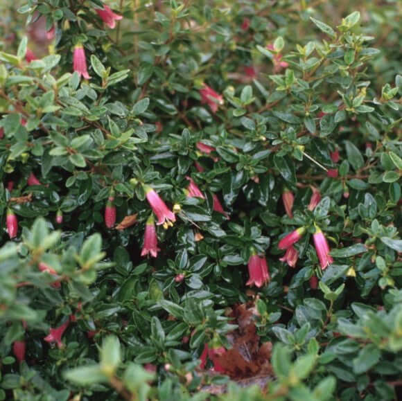 Red Australian Fuchsia (7927859446015)