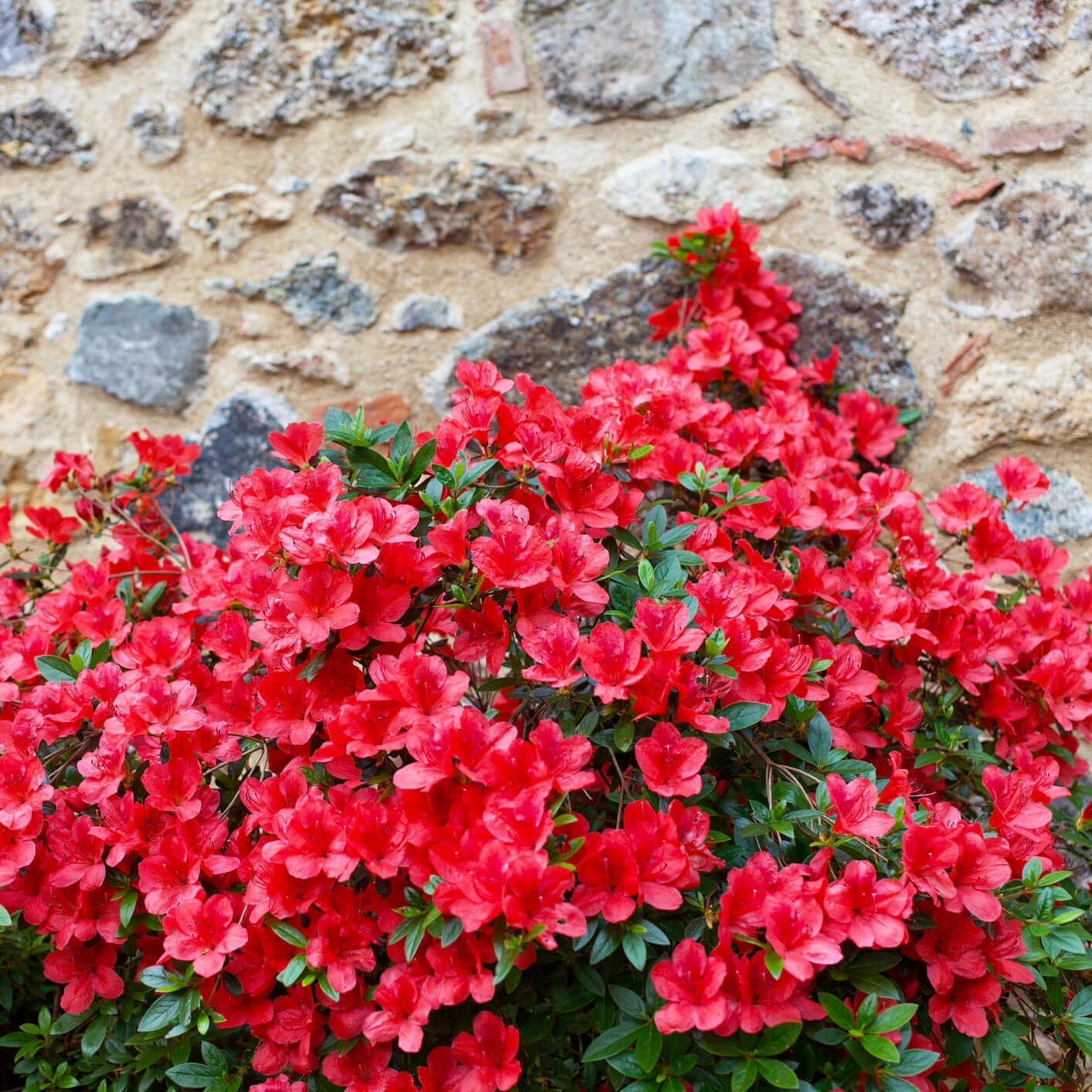 Azalea 'Red Bird' – Plants Express