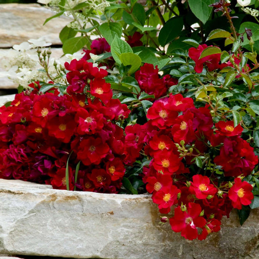 Red Flower Carpet Groundcover Rose (7898817331455)