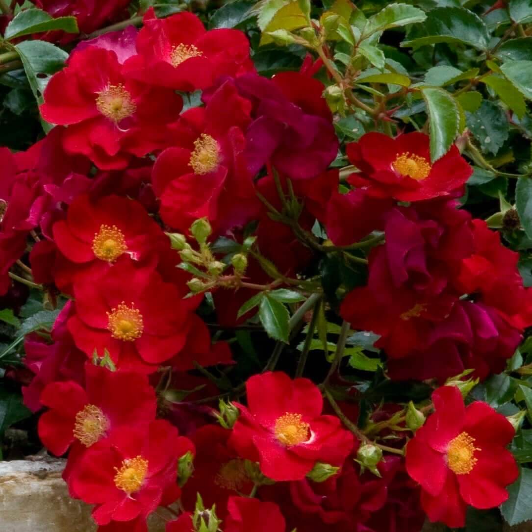 Red Flower Carpet Groundcover Rose (7898817331455)