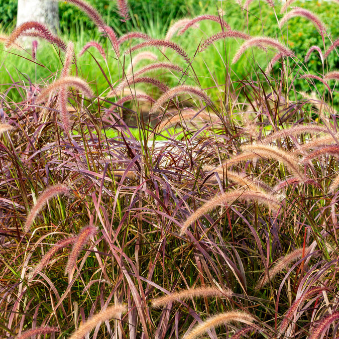 Red Fountain Grass (Pennisetum x advena 'Rubrum’) – Plants Express