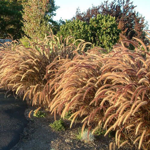 Red Fountain Grass (Pennisetum x advena 'Rubrum') – Plants Express