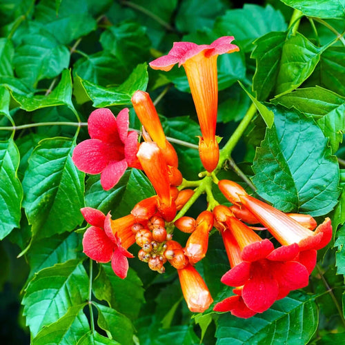 succulent vine with red flowers Red Trumpet Vine - 5 Gal