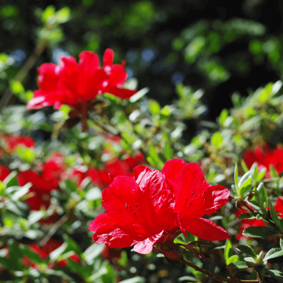 Azalea 'Red Bird' | Plants Express