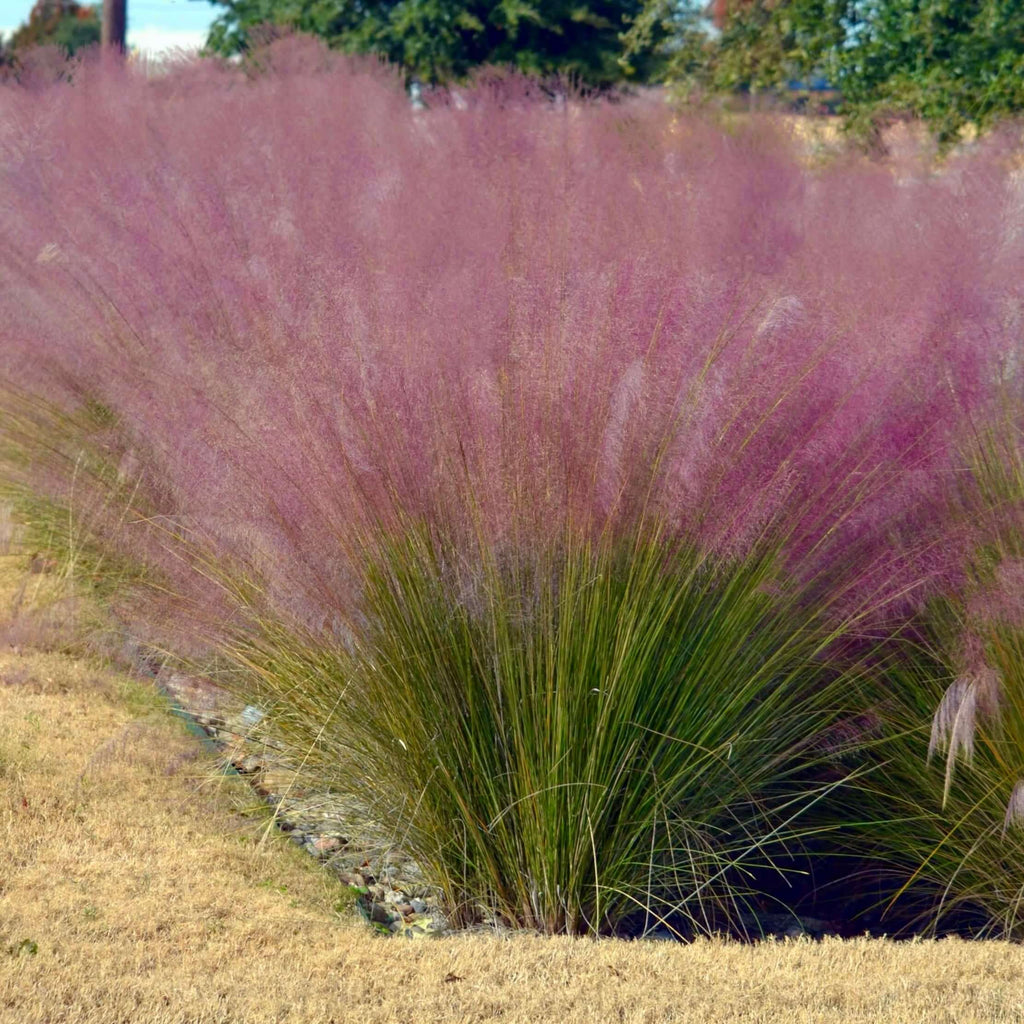 pink muhly grass (7823951921407)