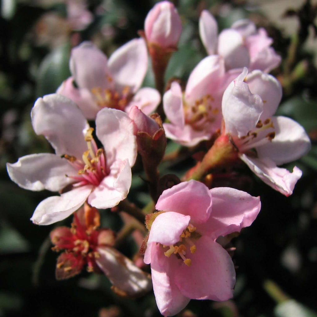 Rhaphiolepis indica Ballerina (Pink Dancer) (Rubra Compacta) (8008372584703)