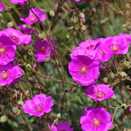 succulent with magenta flower Pink Rock Purslane