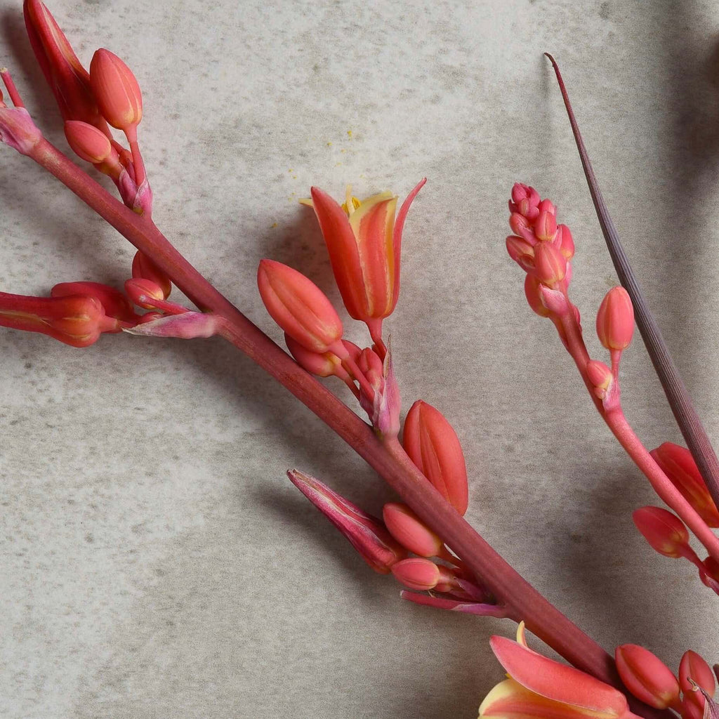 Rosy Pink False Yucca (7823950774527)