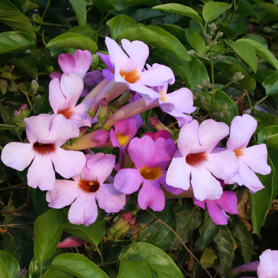 Trumpet – Plants Express