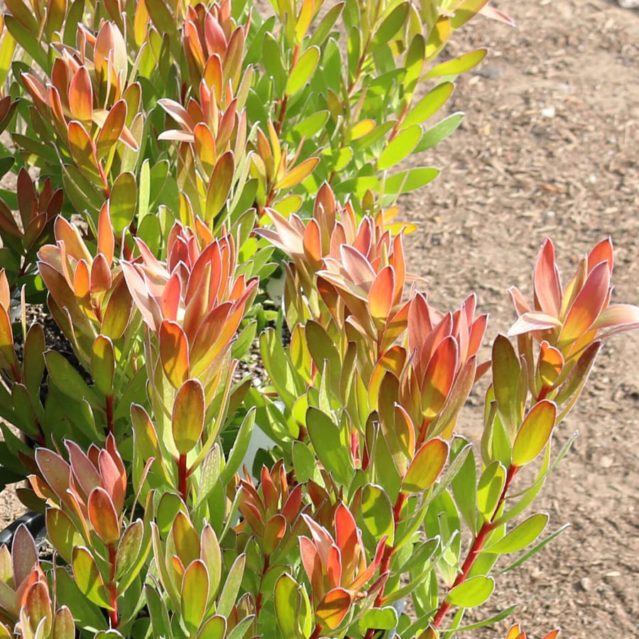 Leucadendron – Plants Express