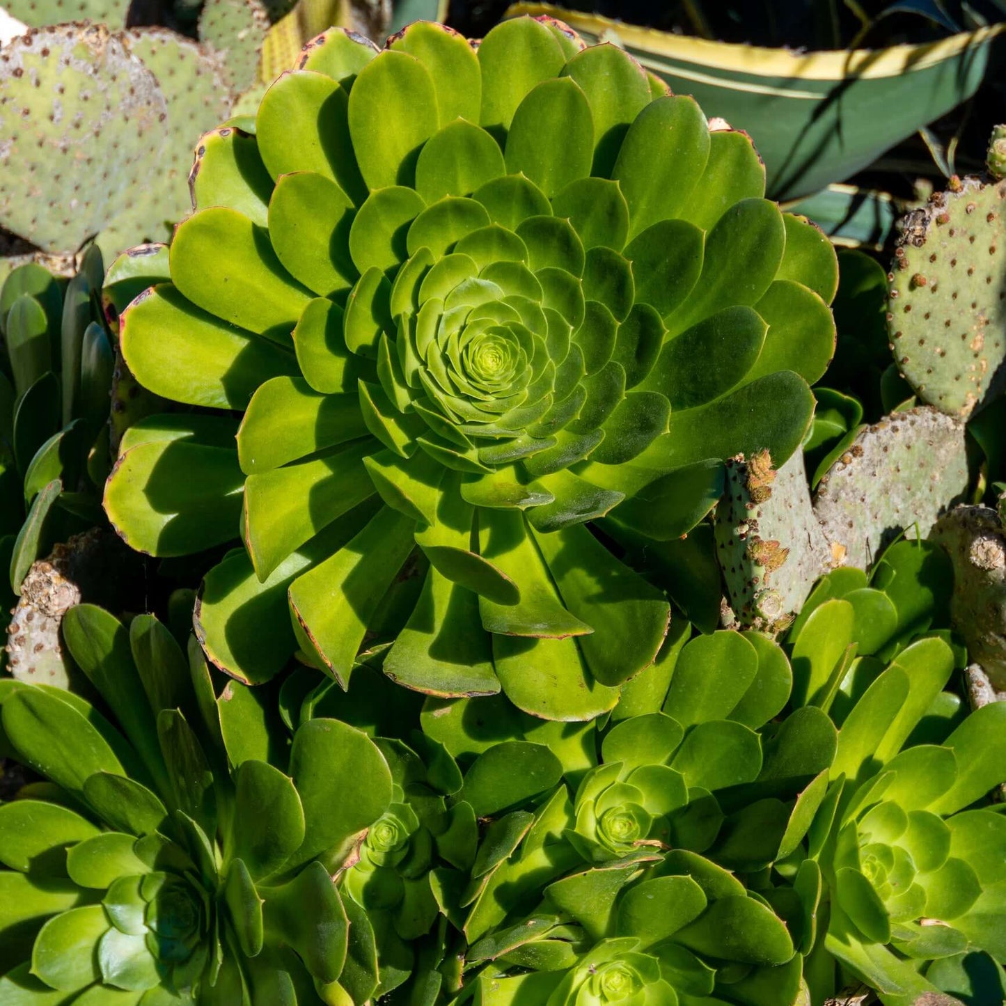 Aeonium urbicum (7889128259839)