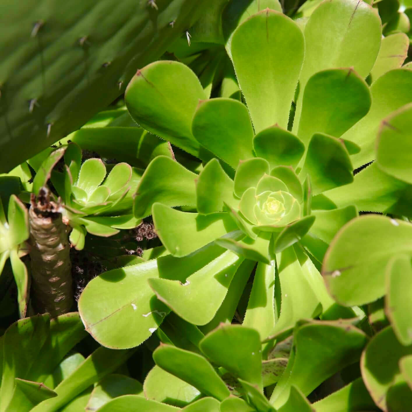 Salad Bowl Aeonium (7889128259839)