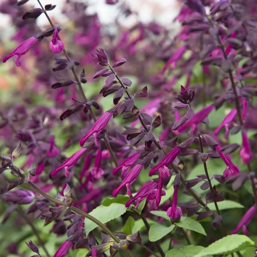 Love and Wishes Sage (Salvia 'Love and Wishes')