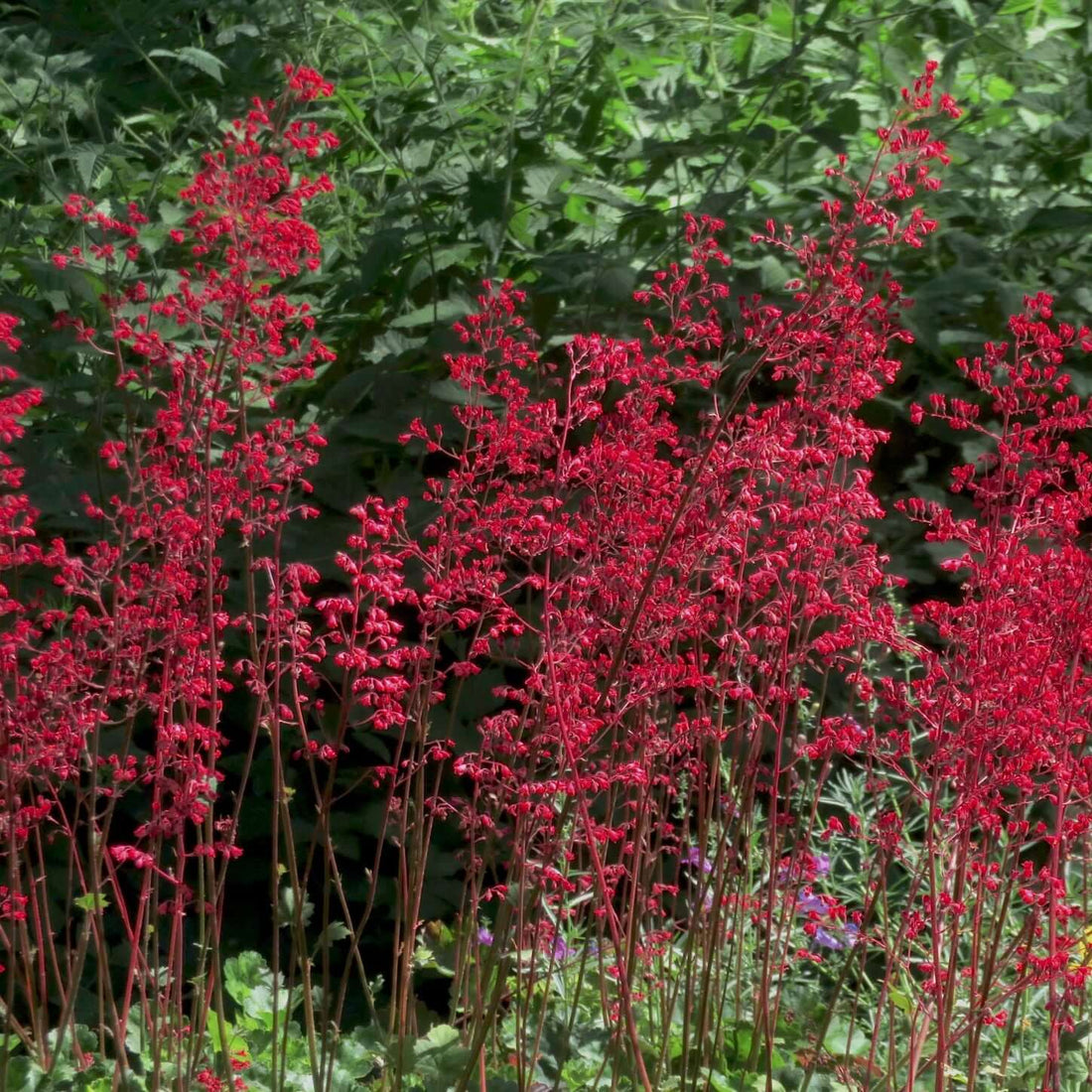 Heuchera 'Santa Ana Cardinal'