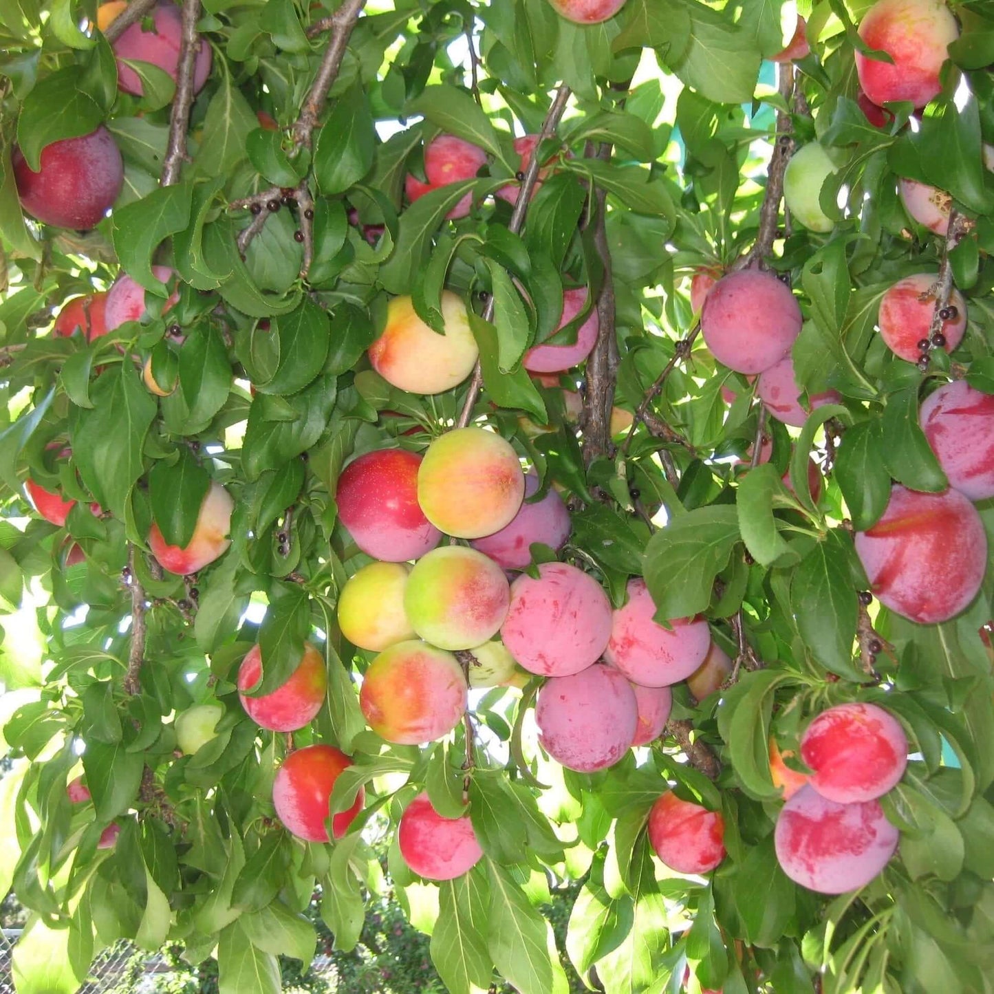 Santa Rosa Plum (7823951298815)