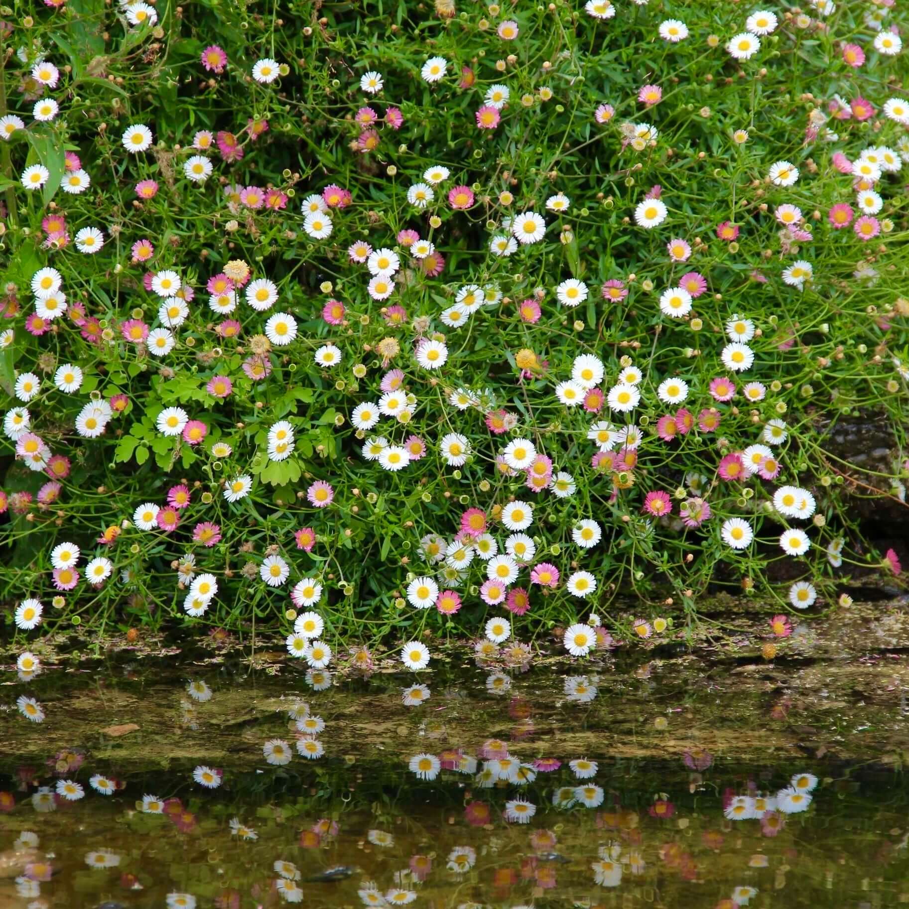 Santa Barbara Daisy, Seaside Daisy (7823950250239)