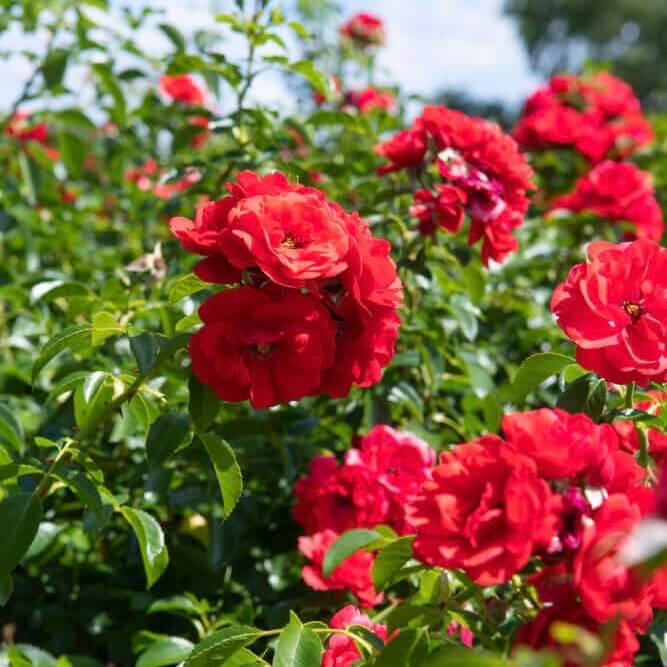 Scarlet Flower Carpet Groundcover Rose (7898809893119)