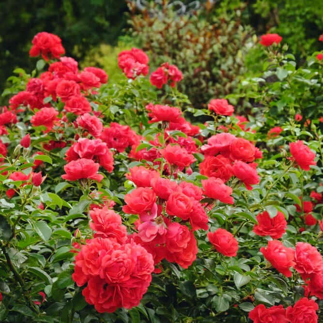 Rosa Flower Carpet Scarlet Grounder Rose