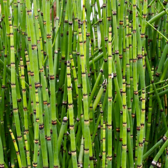 Equisetum hyemale (scouring rush, rough horsetail)