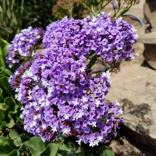 lavender plant miami Sea Lavender