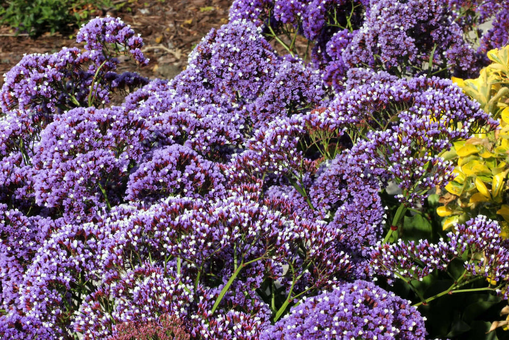sea lavender flower meaning Sea Lavender (Limonium perezii) – Plants Express