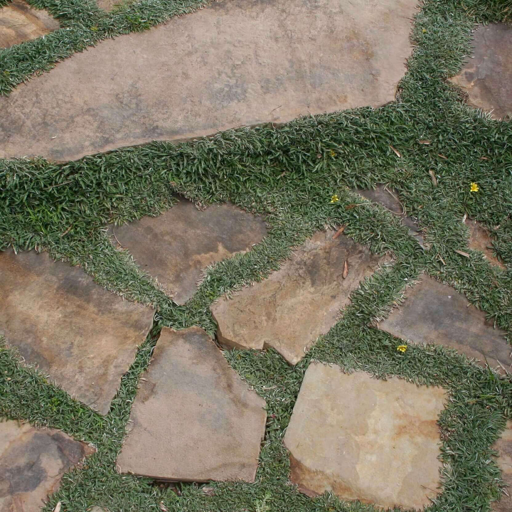 dymondia margaretae (7823950053631)